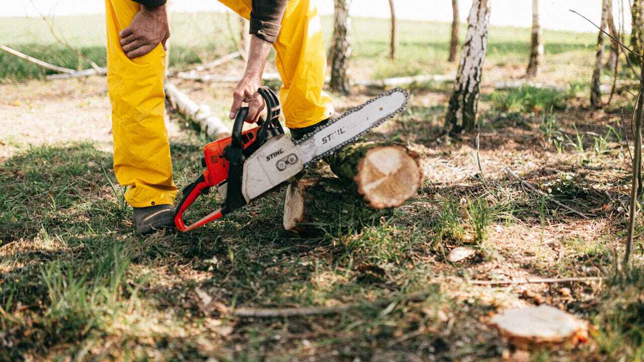 Best Affordable Tree Service  in Montrose, CO